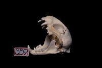 藏品(石虎頭骨)的圖片